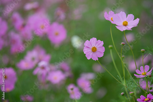 beautiful sweet pink cosmos flowers.The background image of the colorful flowers, background nature