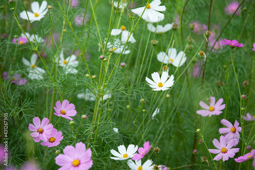 beautiful sweet pink cosmos flowers.The background image of the colorful flowers, background nature