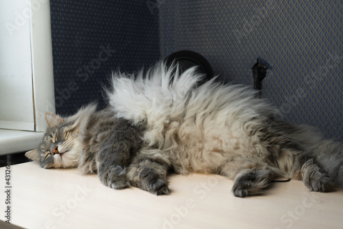 Fat, fluffy cat sleeping on a table indoors. Resting large, gray domestic cat of the Siberian breed © Sergio