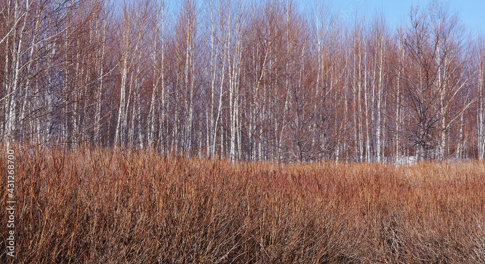 many different trees without leaves and grass many different trees without leaves and grass