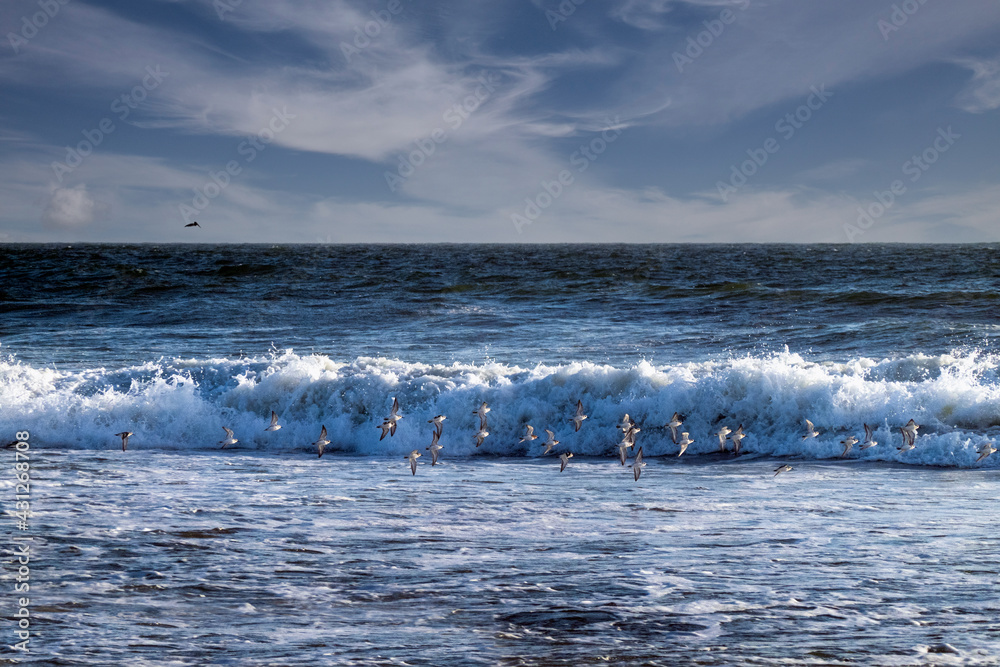 Flock of sea birds flying over Pacific Ocean wavesalong the coastline of California