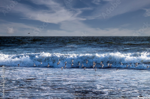 Flock of sea birds flying over Pacific Ocean wavesalong the coastline of California
