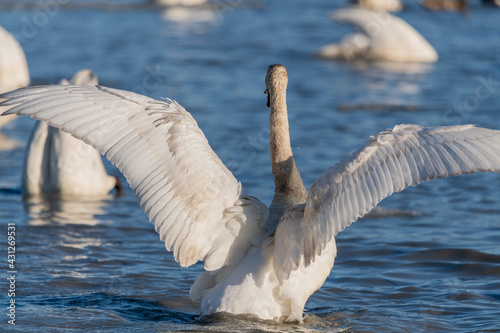 Fototapeta Naklejka Na Ścianę i Meble -  Large trumpeter tundra arctic swan in northern Canada during migration to Alaska. Swimming, flapping in open water with ice and more swans in background. Taken in April, during springtime, spring day.