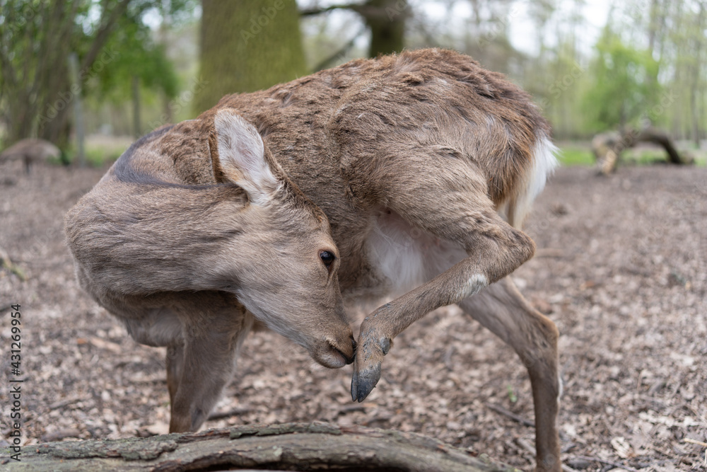 Fototapeta premium Reh