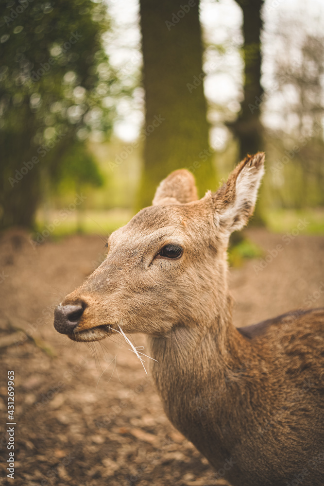 Reh im Wald