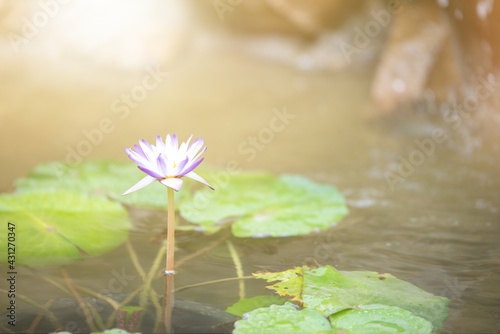 closeup of a lotus flower selective focus and shallow depth of field.Purple lotus in a small pond