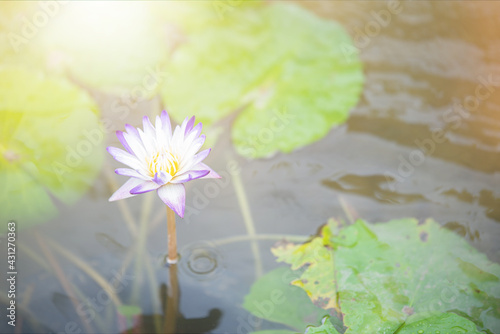 closeup of a lotus flower selective focus and shallow depth of field.Purple lotus in a small pond