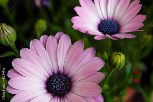 pink violet daisy flowers