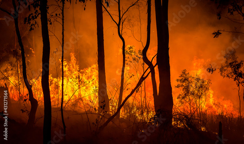 Wildfire burning in the Australian bush