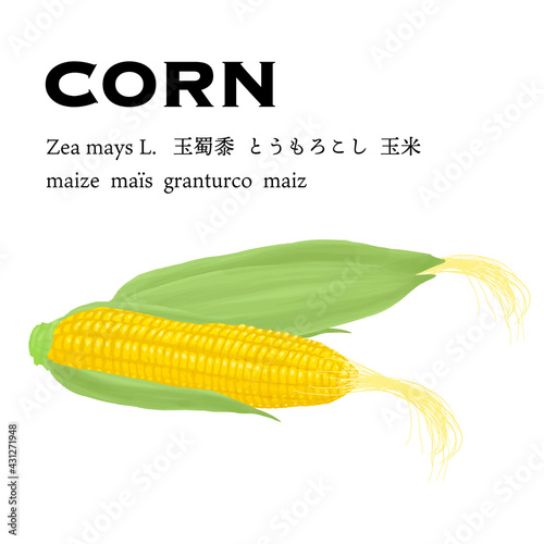 歯のついた新鮮なとうもろこしのベクターイラスト