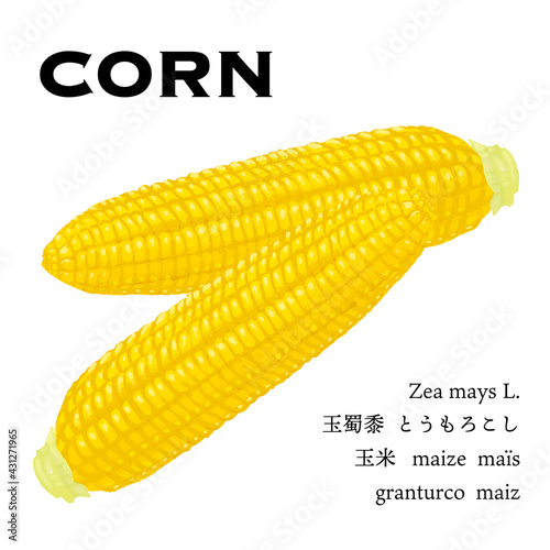 茹でたとうもろこしのベクターイラスト