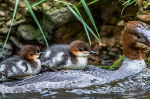 Gänsesäger (Mergus merganser) Jungvögel auf dem Rücken des Weibchens photo