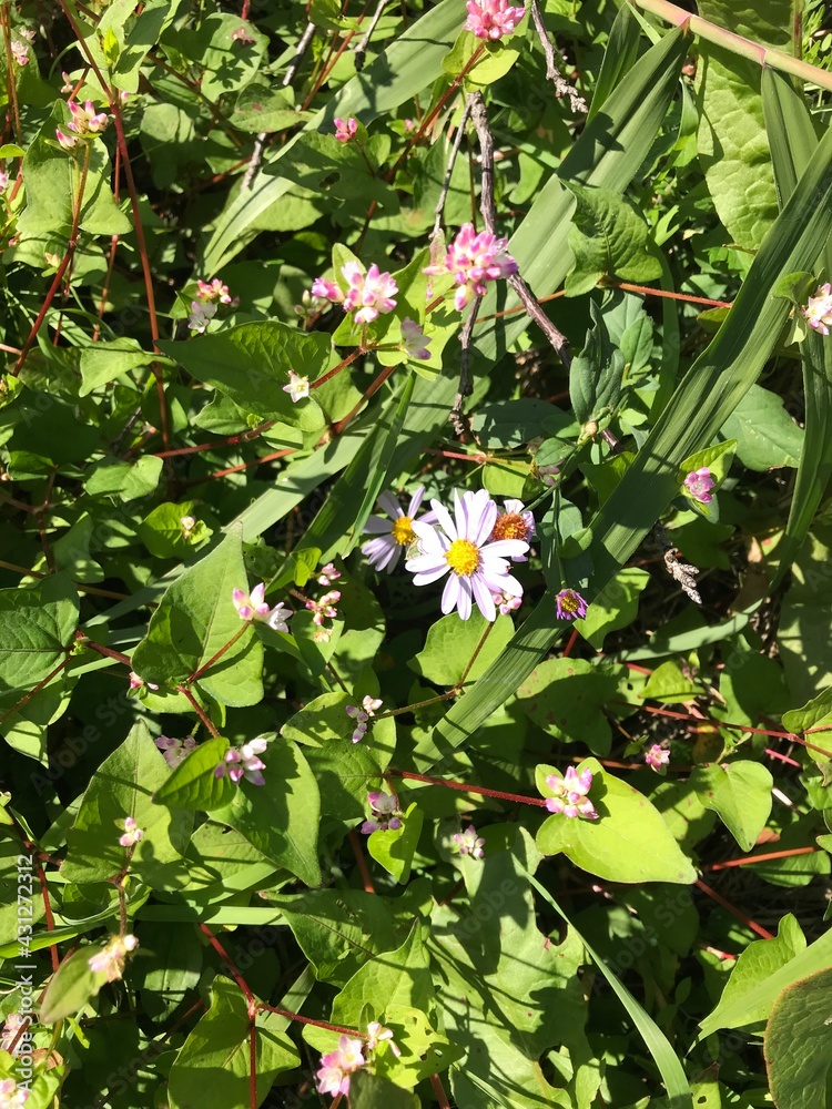 white and yellow flowers