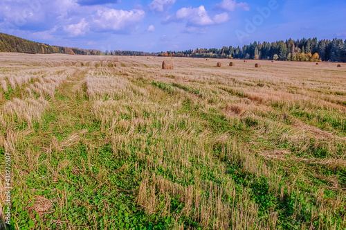 autumn field with hay