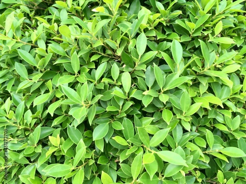 green leaves background