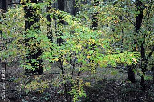 Fototapeta Naklejka Na Ścianę i Meble -  Pine forest in Kiev Region,Ukraine. Nature of Eastern Europe at autumn