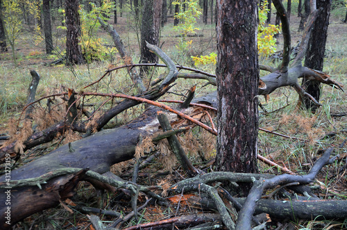 Pine forest in Kiev Region,Ukraine. Nature of Eastern Europe at autumn