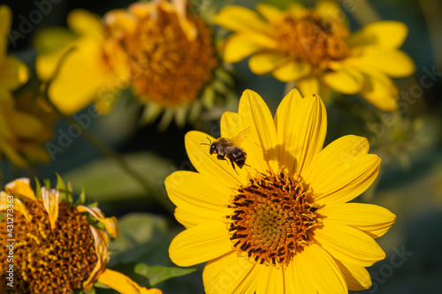 Close-up of a bee flying away from a yellow coneflower after harvesting