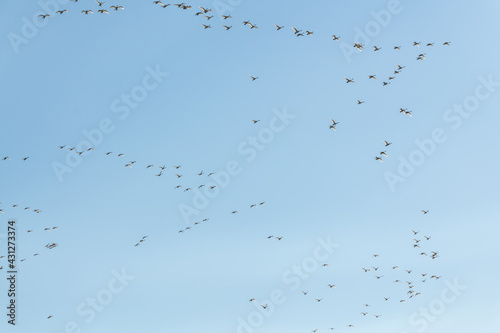 Perfect blue sky background with a massive, huge flock of birds circling, flying and soaring above. Taken in April, during their migration to the Bering Sea in Alaska. 