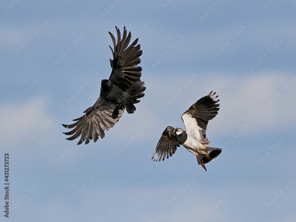 Fototapeta premium Northern lapwing (Vanellus vanellus)