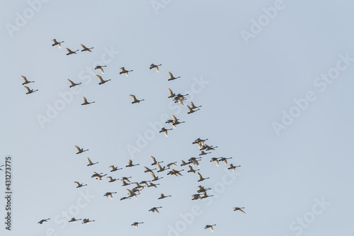 Perfect blue sky background with a massive, huge flock of birds circling, flying and soaring above. Taken in April, during their migration to the Bering Sea in Alaska. 