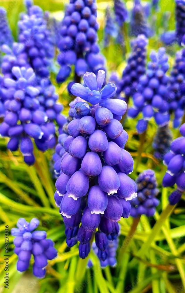 blue hyacinth blue hyacinth