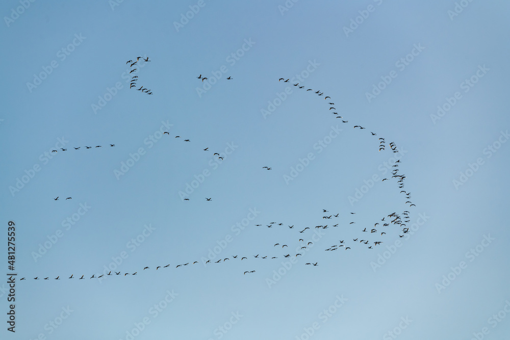A flock of arctic white tundra trumpeter swans seen flying high above with perfect blue sky in the background on a crisp, spring day in northern Canada. A flock of arctic white tundra trumpeter swans seen flying high above with perfect blue sky in the background on a crisp, spring day in northern Canada.