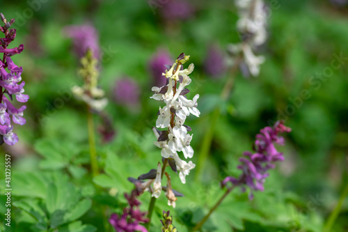 Corydalis cava bulbous hollowroot flowers in bloom, colorful white yellow flowering springtime plants