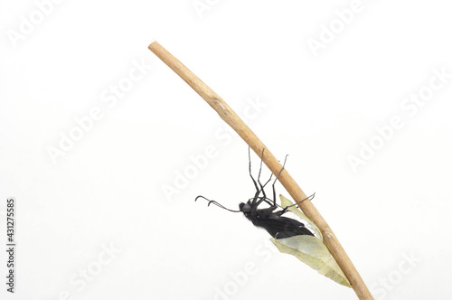 カラスアゲハの羽化  春型 オス （Emergence of Papilio dehaanii) photo