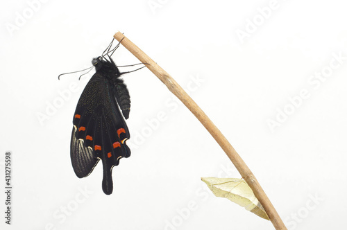 カラスアゲハの羽化  春型 オス （Emergence of Papilio dehaanii) photo