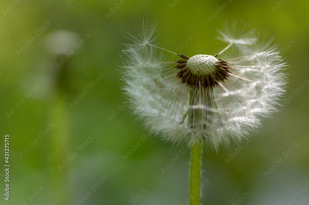 Fototapeta premium Common dandelion Taraxacum officinale faded flowers looks like snow ball, ripe cypselae fruits