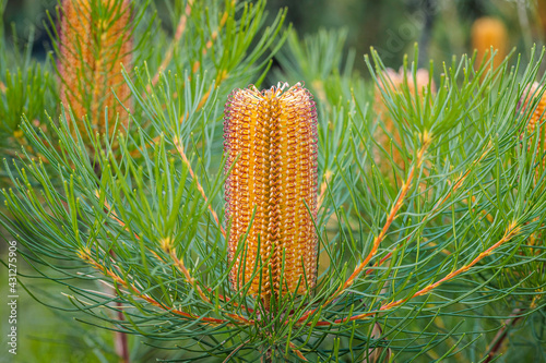 Banksia spinulosa, Budawangs, NSW, April 2021