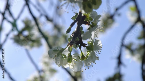 bees in blossoming greengage tree in spring photo