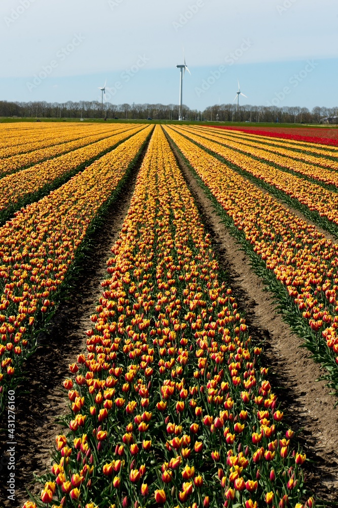 Flevoland Netherlands - April 24 2021 - Field with tulips in the Flevopolder in the Netherlands