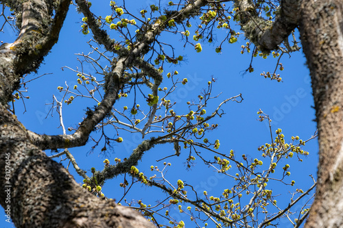 Flowering maple with buds without leaves.