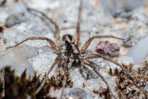 Wolf Spider, Budawangs, NSW, April 2021