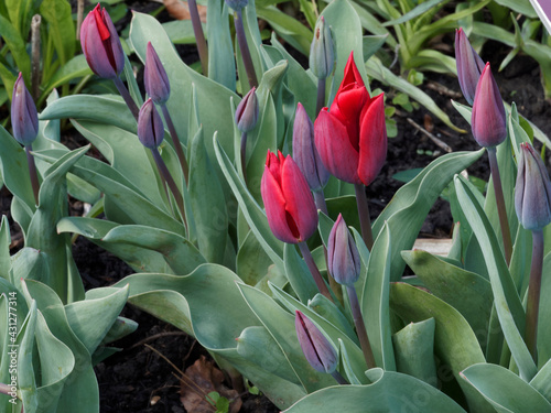 Tulipa gesneriana | Tulipes de Gesner ou tulipes des jardins couleur 'Cardinal' au feuillage lancéolé, vert jade à gris glauque photo