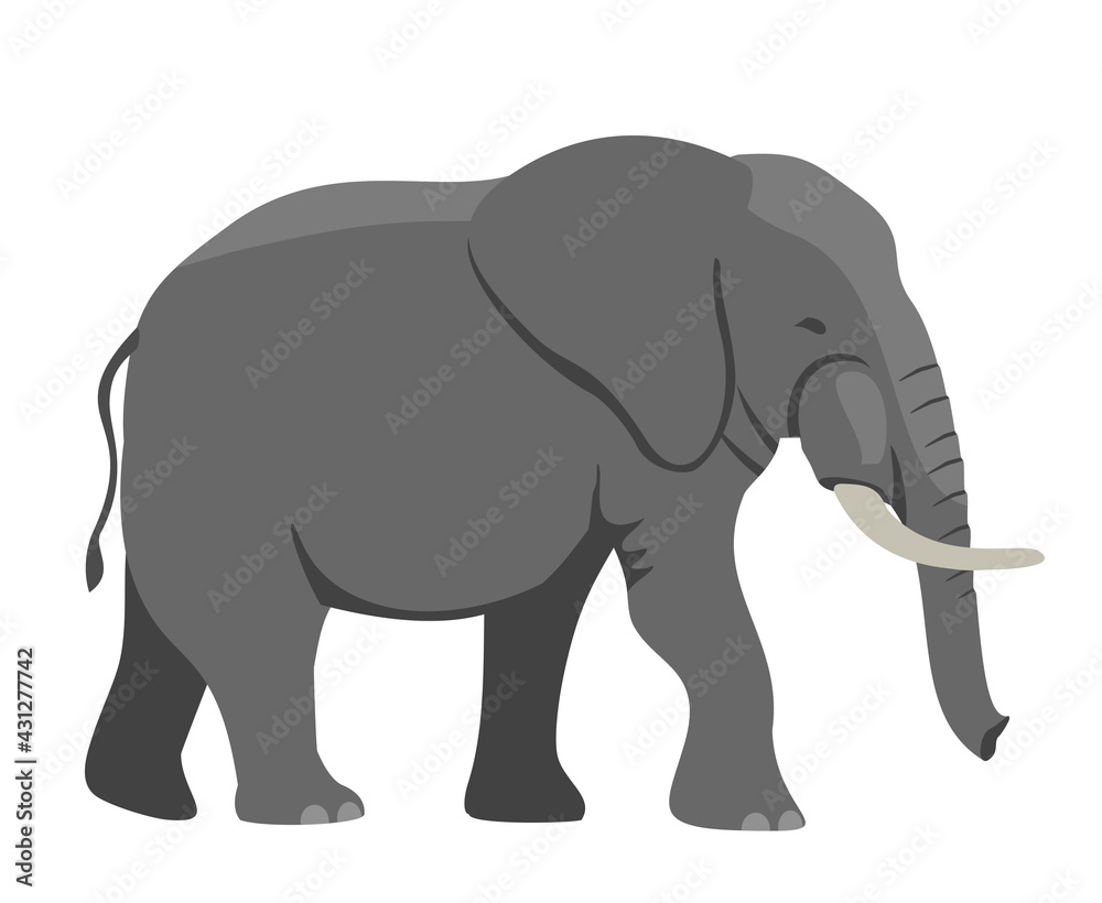Walking Elephant simple vector Illustration. Big gray african elephant with white tusks. Vector illustration, flat design element, cartoon style. Isolated on white background.
