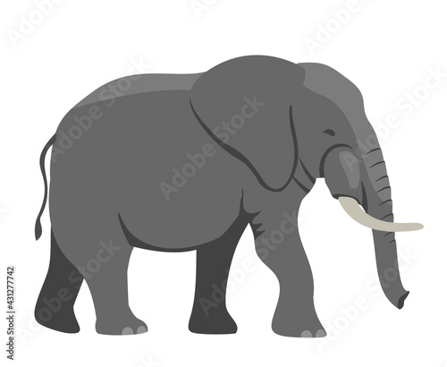 Walking Elephant simple vector Illustration. Big gray african elephant with white tusks. Vector illustration  flat design element  cartoon style. Isolated on white background.