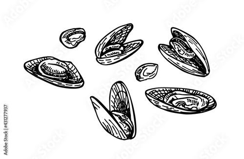 Mussels ink sketch. Seafood, a set of templates for menu design, packaging, restaurants and catering. Isolated on white background. Hand drawn vector illustration. Retro style.