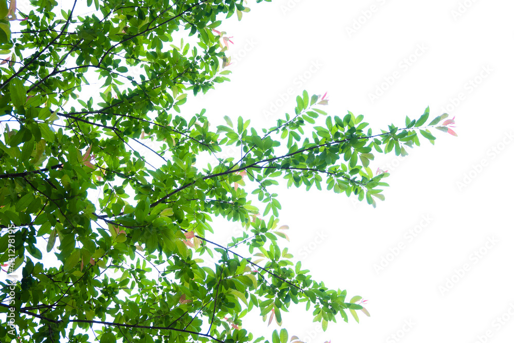 leaves