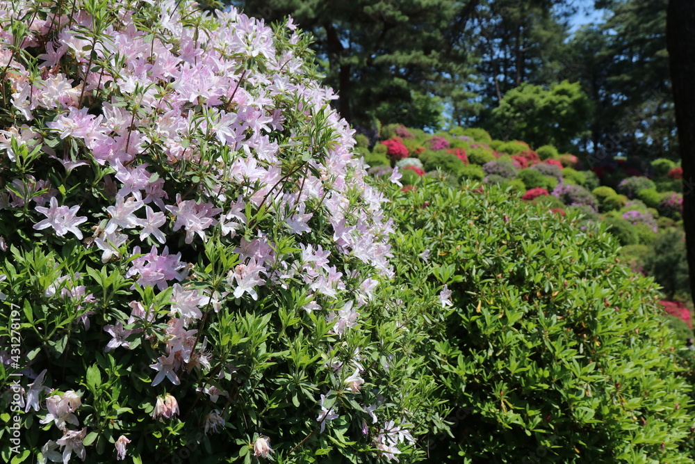ツツジの咲く寺、塩船観音寺。キシツツジ。東京・青梅にある志保船観音寺は、4月から5月にかけ、手入れされた庭園にたくさんのツツジが咲き、素晴らしい景観となる