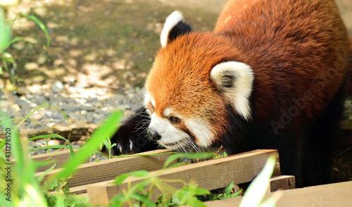 レッサーパンダ