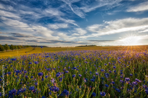 Fototapeta Naklejka Na Ścianę i Meble -  Kornblumen im Sonnenuntergang Harz