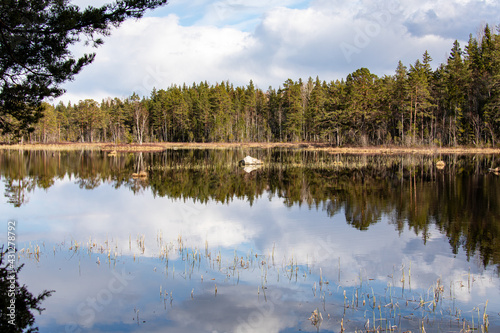 lake in the forest