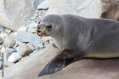Neuseeländischer Seebär / New Zealand fur seal / Arctocephalus forsteri