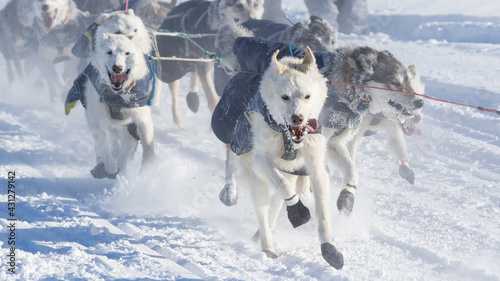 sled dogs in the snow - Iditarod lead dogs