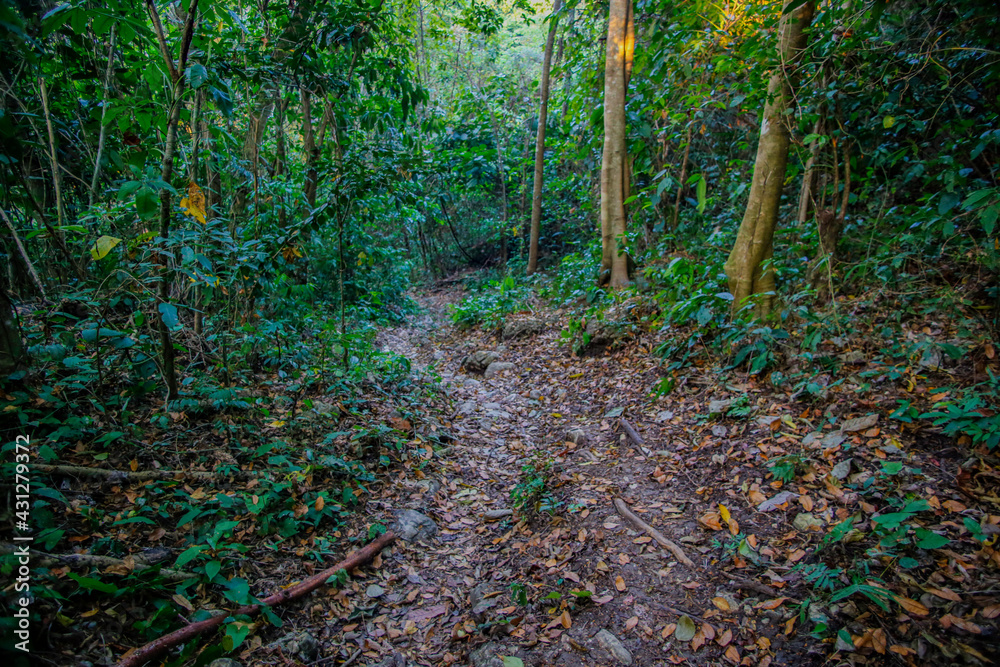 Fototapeta premium mexico_natural_jungla_mar_verde_azul_cascadas_conchas_arboles_piedras_agua_hojas_arena_montañas_atardecer_autopista