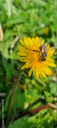 bee on dandelion