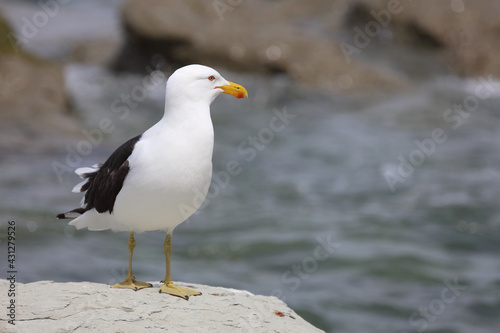 Dominikanermöwe / Southern black-backed gull / Larus dominicanus © Ludwig